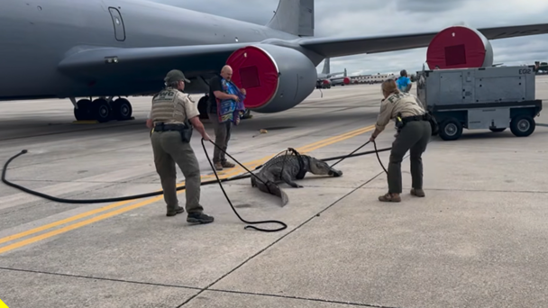 WATCH: Florida Authorities Wrangle Alligator at Air Force Base