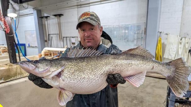 Iowa Fisheries Begin Annual Walleye Stocking 