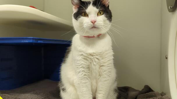 Moo is this week's Featured Furry Friend from the Cleveland APL!