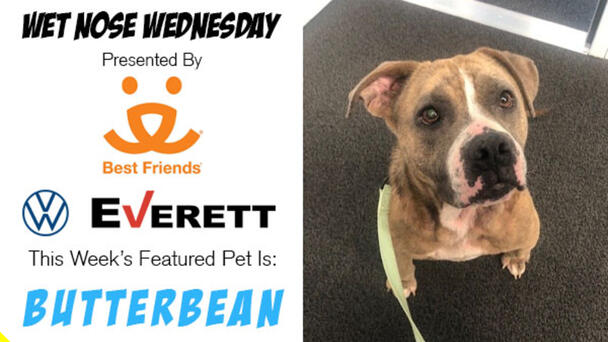 Wet Nose Wednesday presented by Best Friends Animal Society: Butterbean