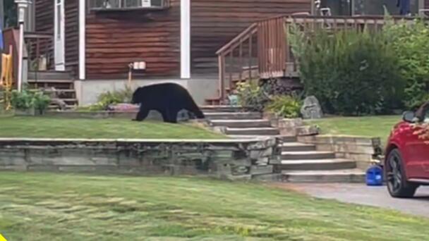 'Do Not Feed Him Or Approach': Black Bear Sightings Rising Across Mass. 
