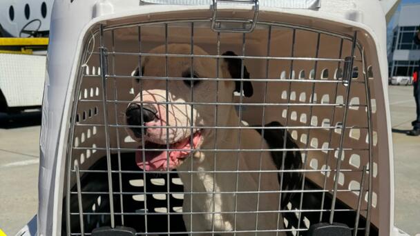 MSPCA-Angell Rescues 25 Texas Dogs Affected By Failed Rescue Organization