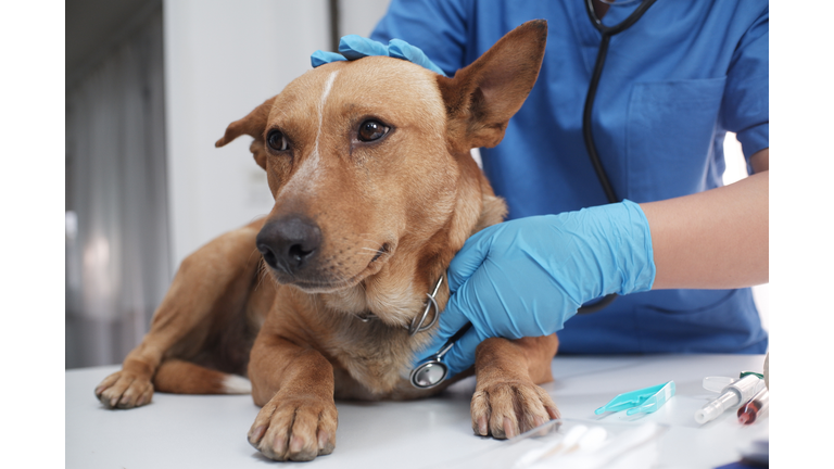 The veterinarian doctor treating, checking on dog at vet clinic