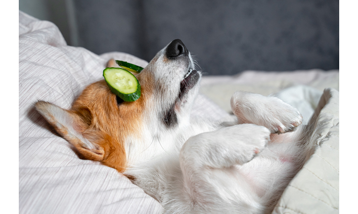 Cute red and white corgi lays on the bed with eye maks from real cucumber chips. Head on the pillow, covered by blanket, paw up.