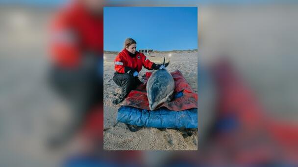 Ten Dolphins Rescued From Shallow Waters In Wellfleet