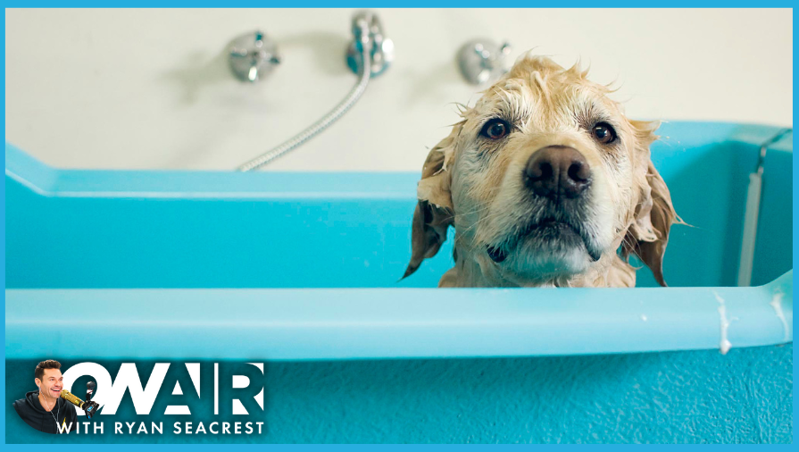Here's a Hack to Keep Your Dog In Place During a Bath
