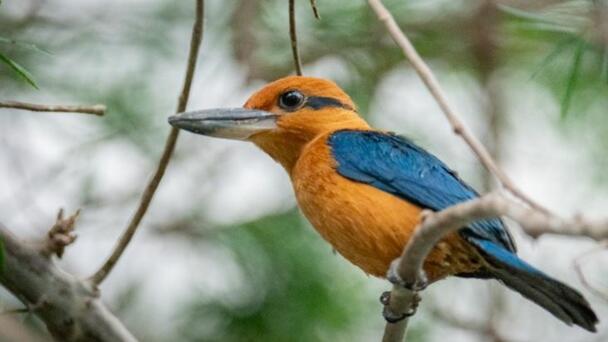 Oregon Zoo Gets Rare Sihek Kingfishers