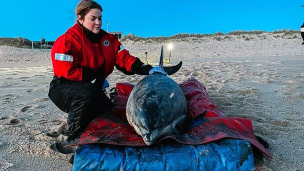 Ten Stranded Dolphins Find New Homes On Cape