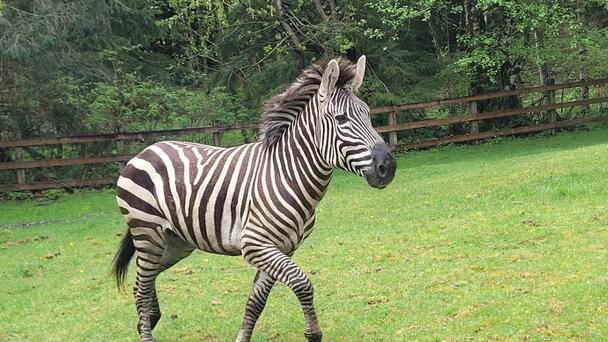 WATCH: Zebras Break Out Of Trailer, Run Amok On Washington Highway