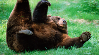 'Lounging Bear' Becomes Regular On California Resident's Property: VIDEO