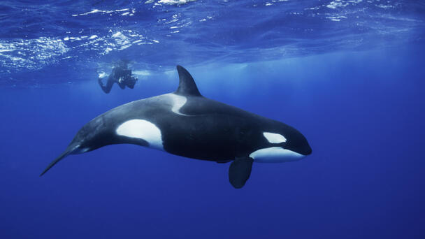 'Rare' Killer Whale Spotted In Pod Of Orcas Seen Along California Coast