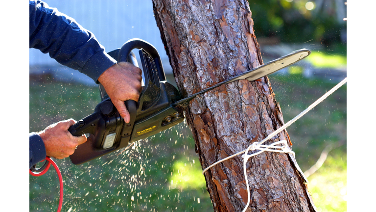 A set of hands using a chainsaw on a tree trunk