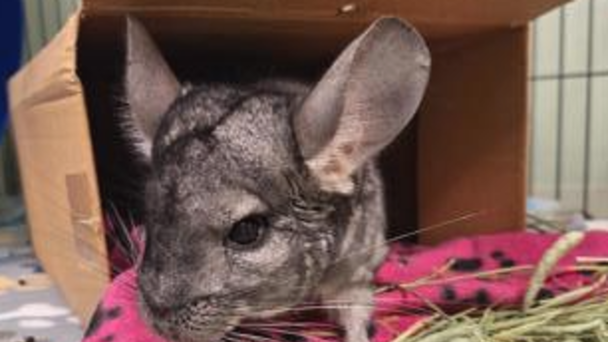 Chinny is this week's Featured Furry Friend from the Cleveland APL!