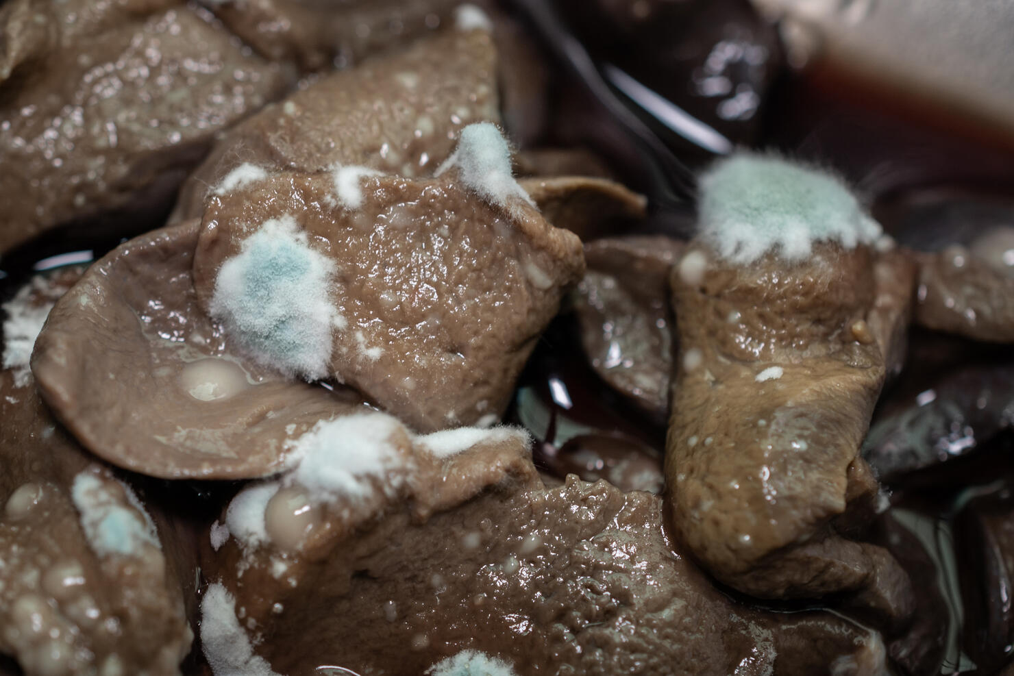 Close up of molds occur on raw pig liver. Moldy food has an undesirable taste and texture and may have green or white fuzzy spots.