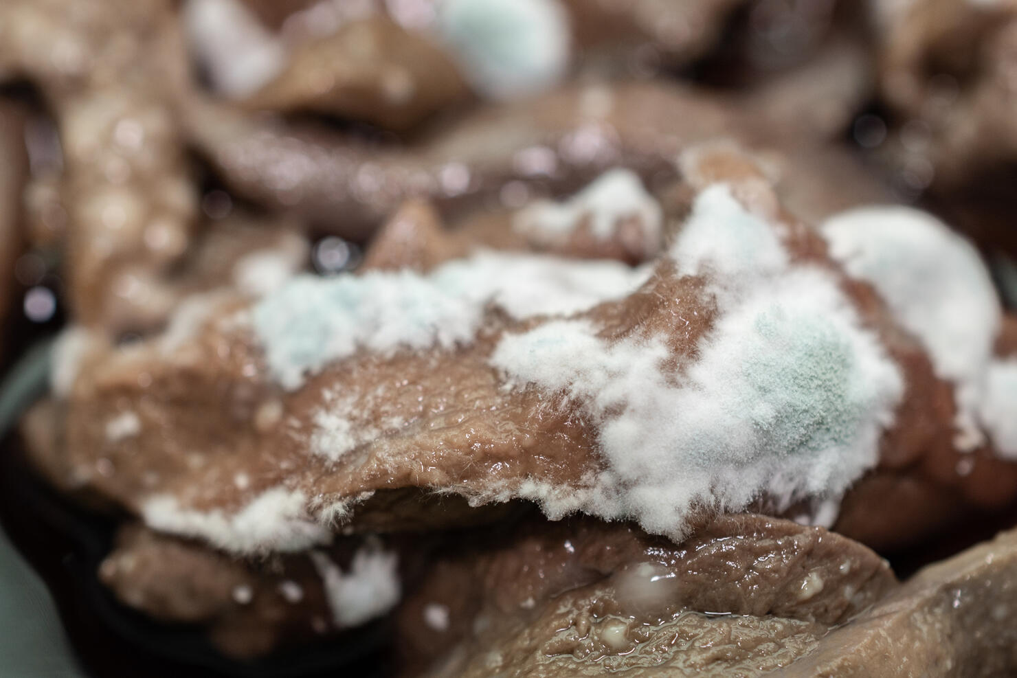 Close up of molds occur on raw pig liver. Moldy food has an undesirable taste and texture and may have green or white fuzzy spots.