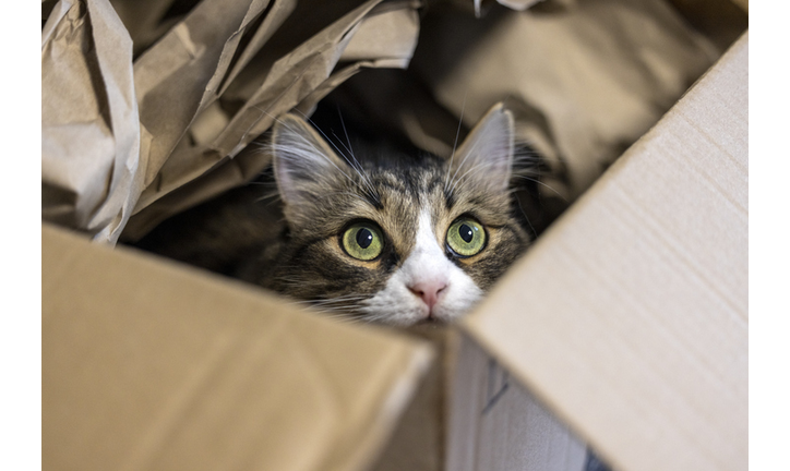 Curious cat inside the cardboard box, following the sounds outside.