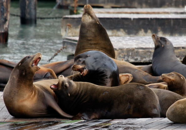 San Francisco Sea Lions Become A Favorite Local Attraction