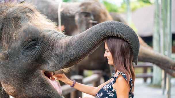 Elephant Returns Child's Shoe After It Falls Into Zoo Enclosure 