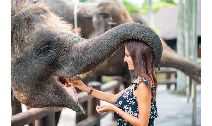 A young Caucasian woman feeds an elephant at a contact zoo, which has its trunk wrapped around her. The view of the profile