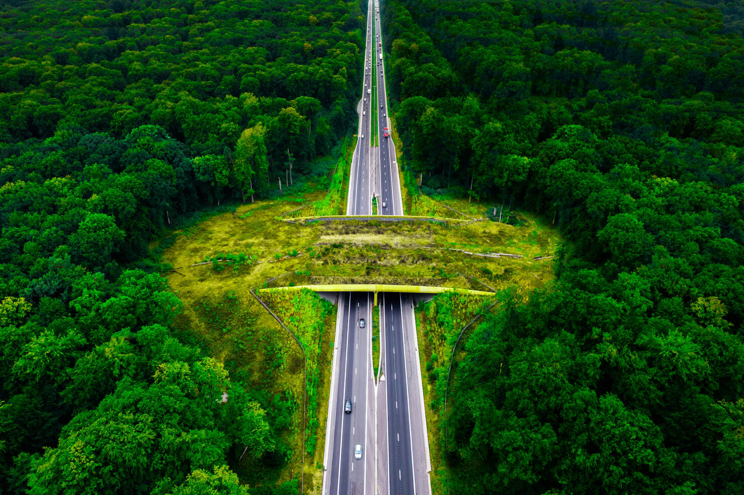 Aerial view of green bridge ecoduct for fauna crossing above straight highway between dense green forest.