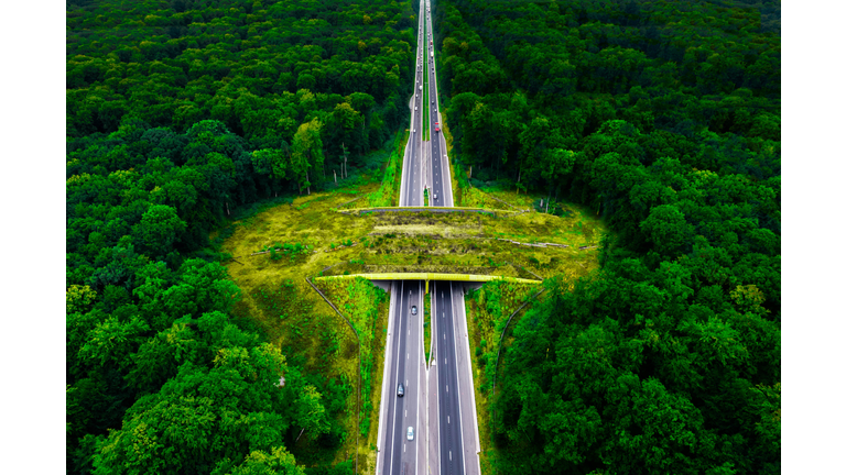 Aerial view of green bridge ecoduct for fauna crossing above straight highway between dense green forest.