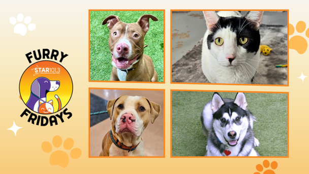 Furry Fridays: Meet These Adoptable Pets From Hopalong!