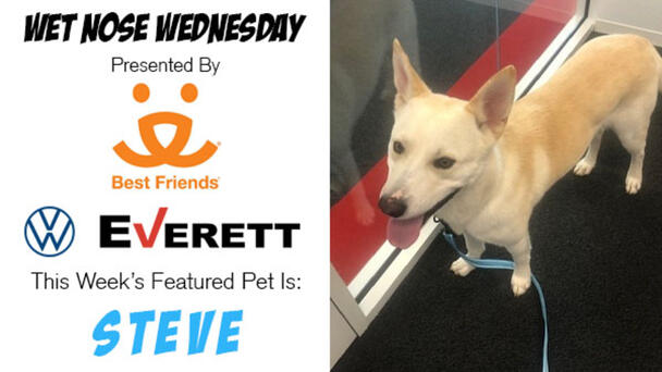 Wet Nose Wednesday presented by Best Friends Animal Society: Steve