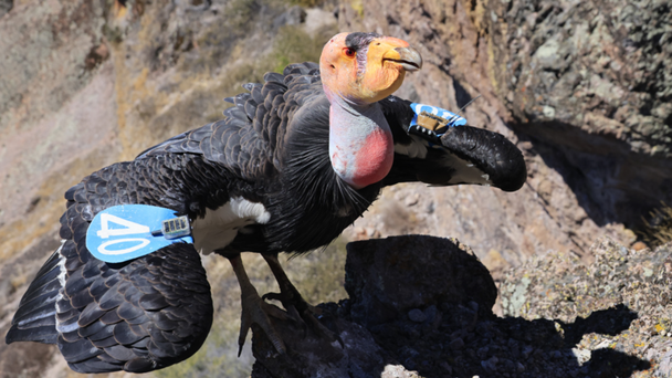 Oregon Zoo's First Condor Marks 20th Birthday