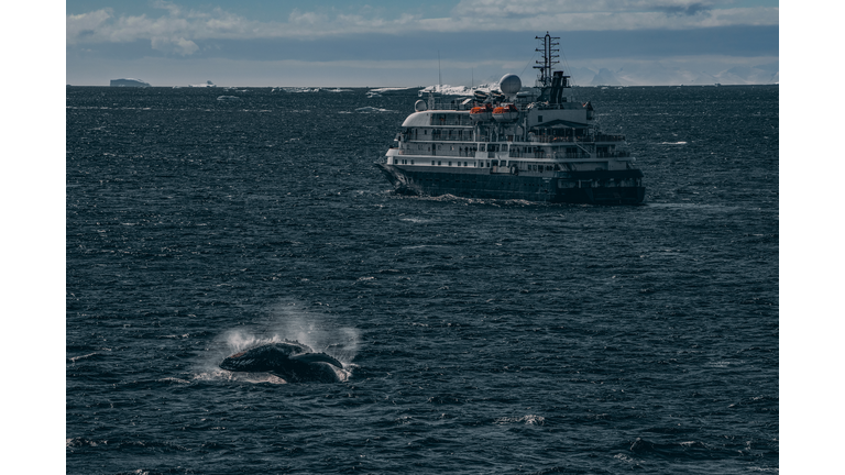 Whale Jumping