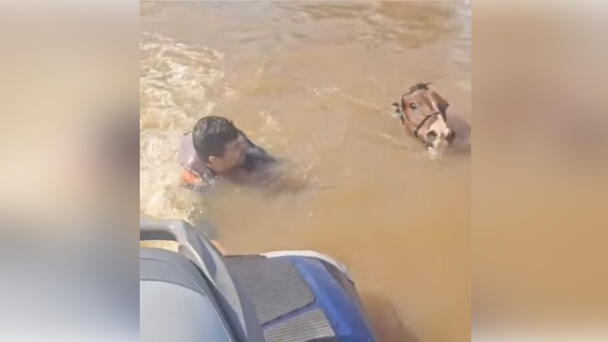 WATCH: Deputy Mayor On Jet Ski Rescues Drowning Horse From Floodwaters