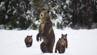 WATCH: Bear Cub Climbs on Hood of Car at Colorado Ski Resort