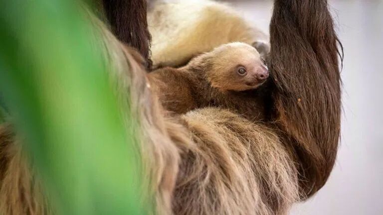 Baby Sloth At Palm Beach Zoo