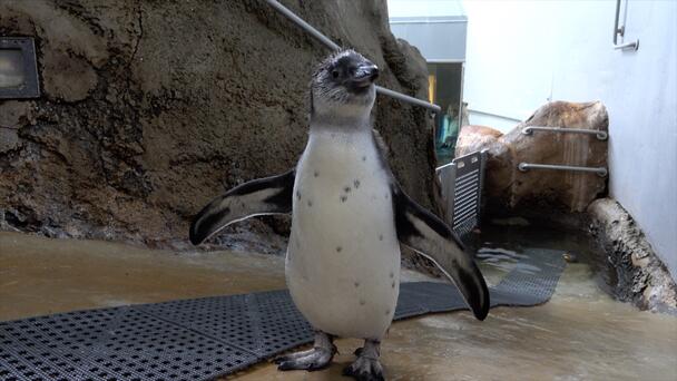 Oregon Zoo's Penguin Chick Hits The Pool