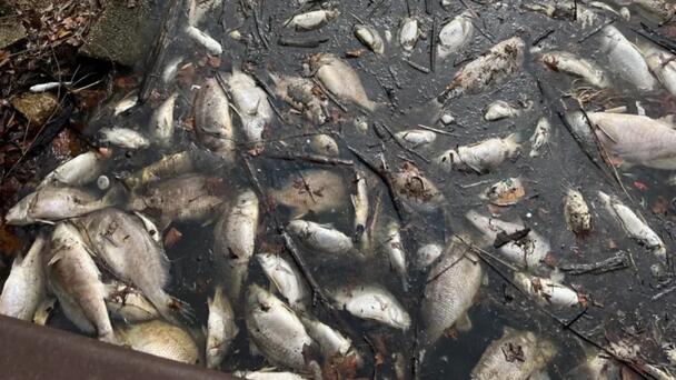 DNR: Large amounts of dead fish reported in Lake Macatawa 