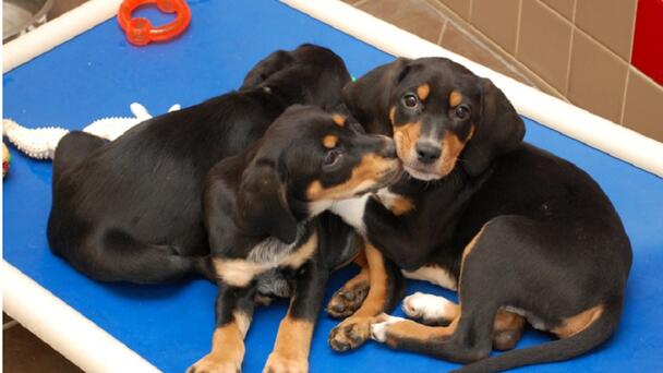 Animal Rescue League Of Iowa Caring For High Number Of Puppies