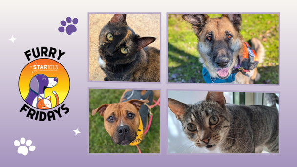 Furry Fridays: Help These East Bay SPCA Pets Find Forever Homes!