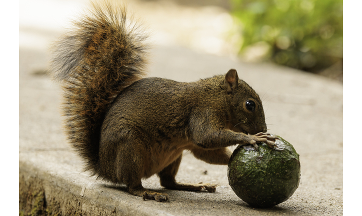 Grey squirrel (Sciurus carolinensis) eating a green avocado on a concrete ground