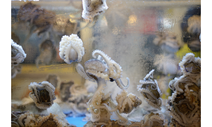 Live baby octopi in a tank at a Korean restaurant