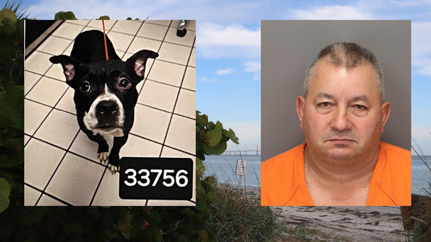Pinellas Man Accused of Killing Dog He'd Just Adopted