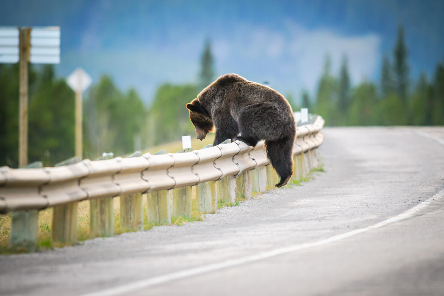 Grizzly Bear (Ursus arctos horribilis)