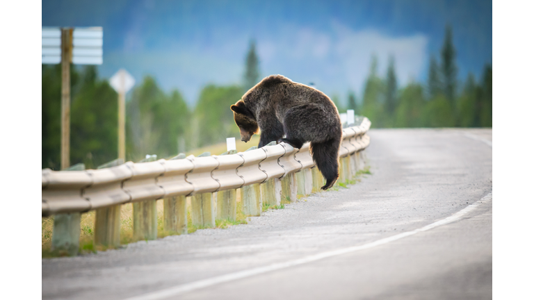Grizzly Bear (Ursus arctos horribilis)