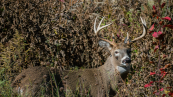 ODNR confirms deer in Marion, and Wyandot counties tested positive for CWD