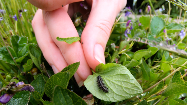 Oregon Zoo Volunteers Release Caterpillars At Coast