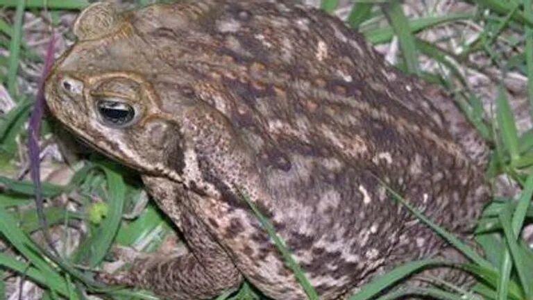 Bufo or Cane Toad