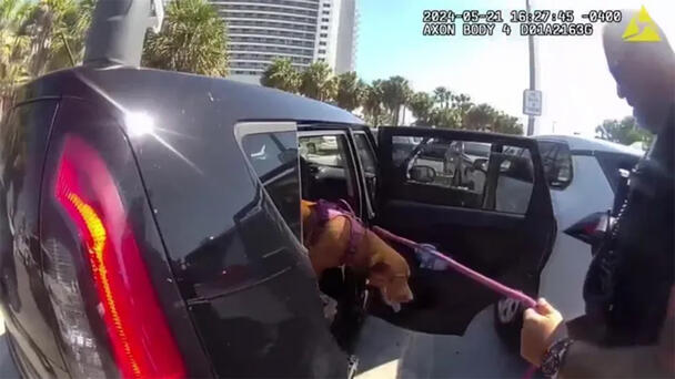 Woman Arrested After Florida Cops Rescue Her Dog From Hot Car