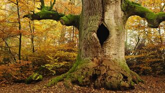 Tiny Figure Filmed Peering Out of Hole in Tree?