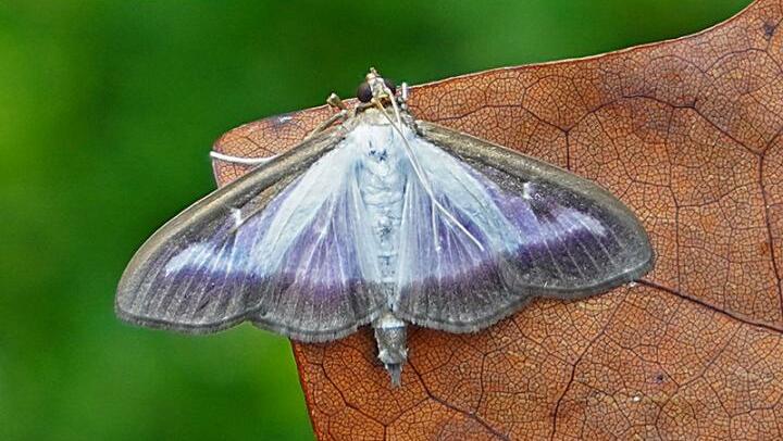 USDA APHIS Releases New Box Tree Moth Quarantine and Compliance Information