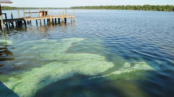 LISTEN: Florida Hands Out $3Mil To Fight Blue-Green Algae