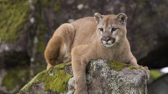 What's The Safe Distance To View Wildlife?