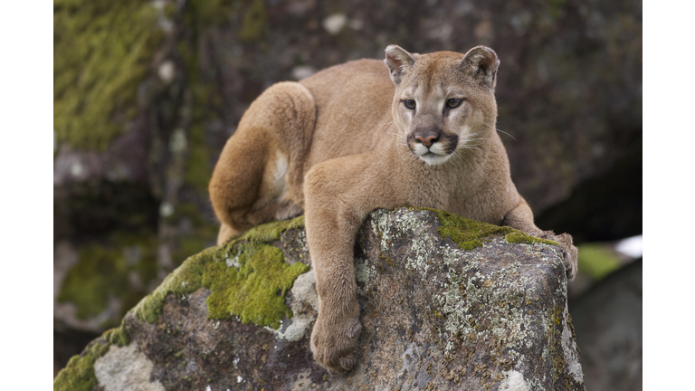 Mountain Lion
